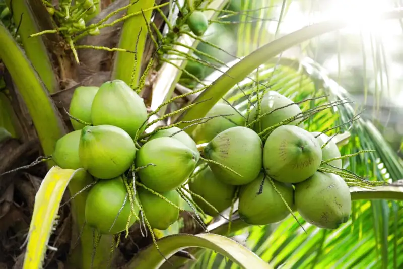 cắt tỉa bẹ dừa 